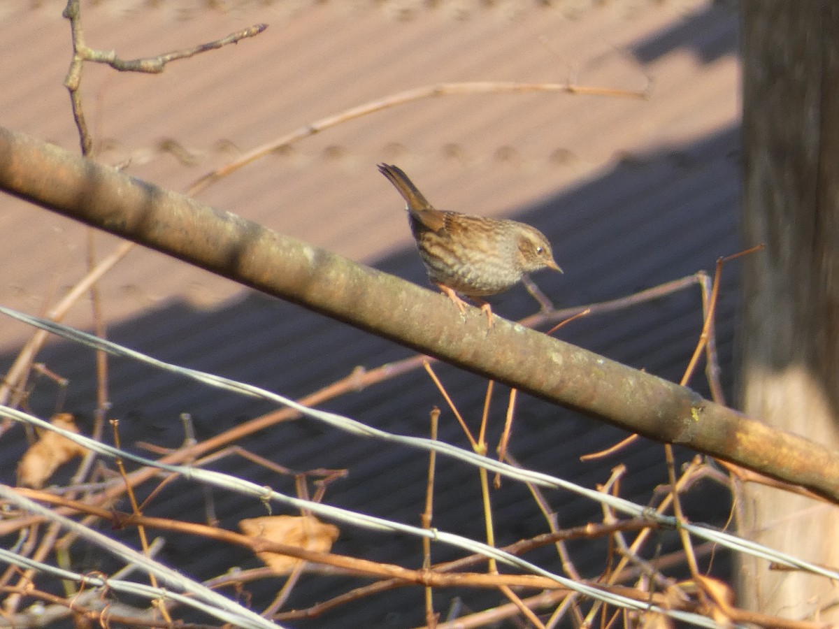 Лесная завирушка - ML645931288