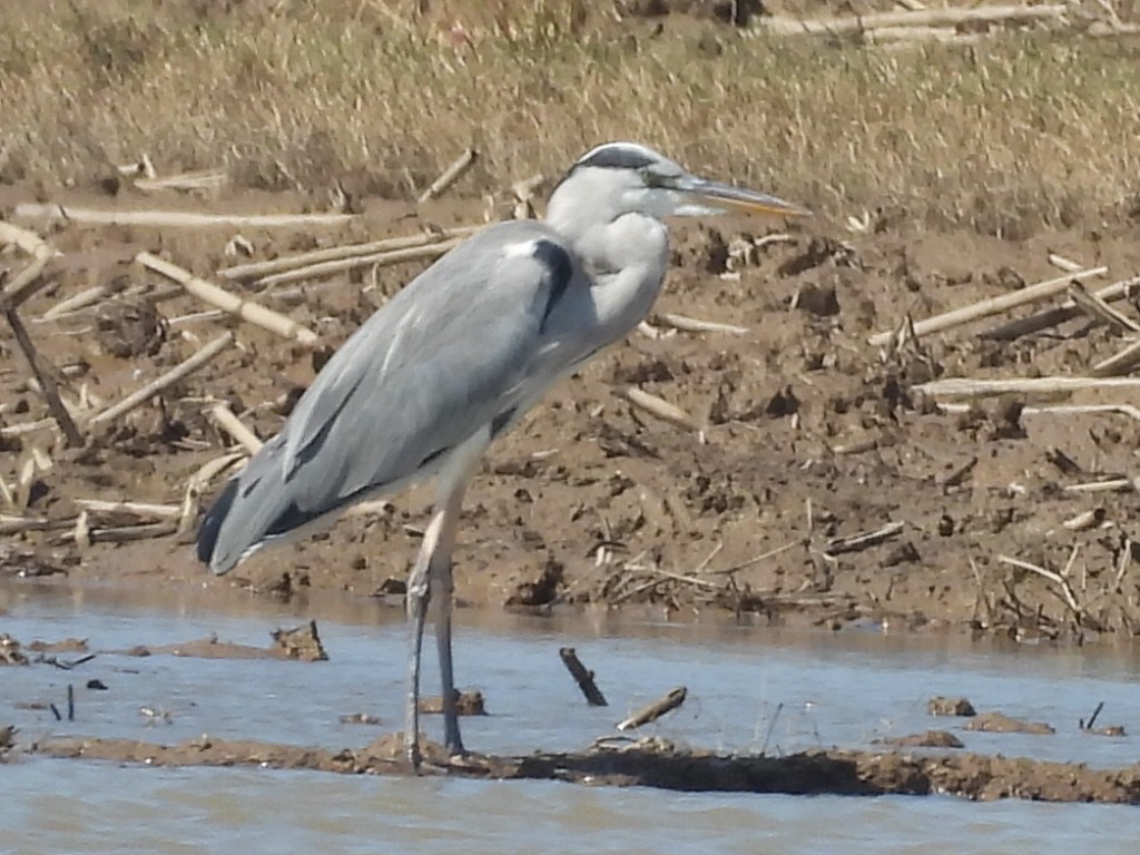 Серая цапля - ML645931289