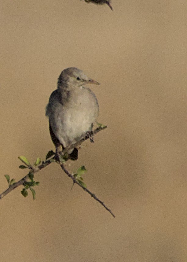 Бородатый скворец - ML645931290