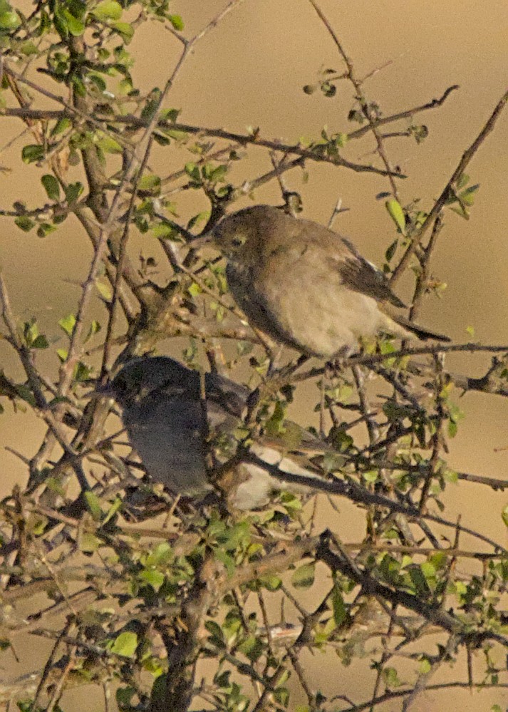 Бородатый скворец - ML645931291