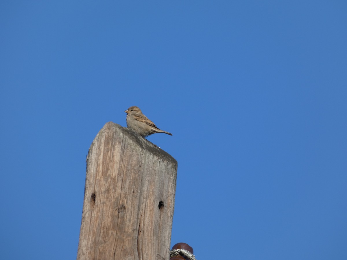 House Sparrow - ML645931292