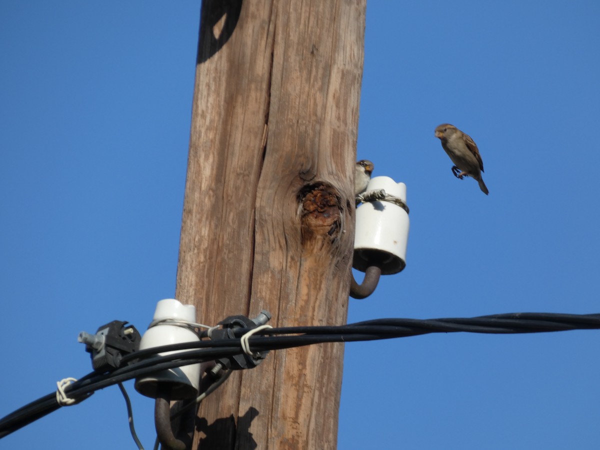 House Sparrow - ML645931293