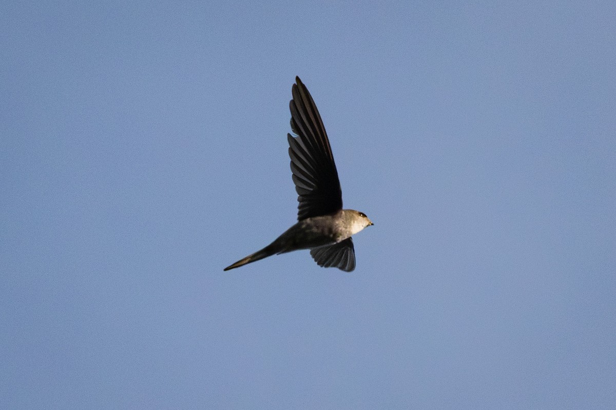 asiapalmeseiler - ML645931294