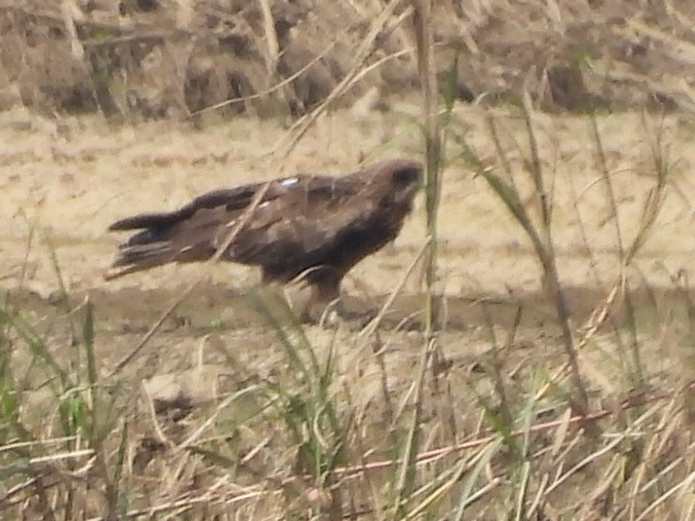 Black Kite - ML645931295