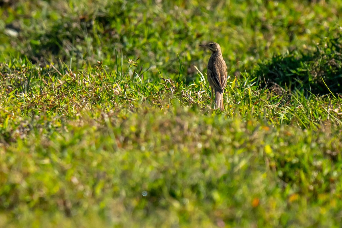Richard's Pipit - ML645931296