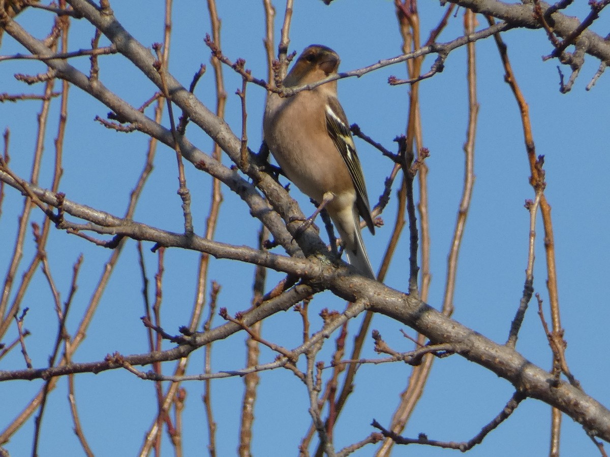 Common Chaffinch - ML645931297