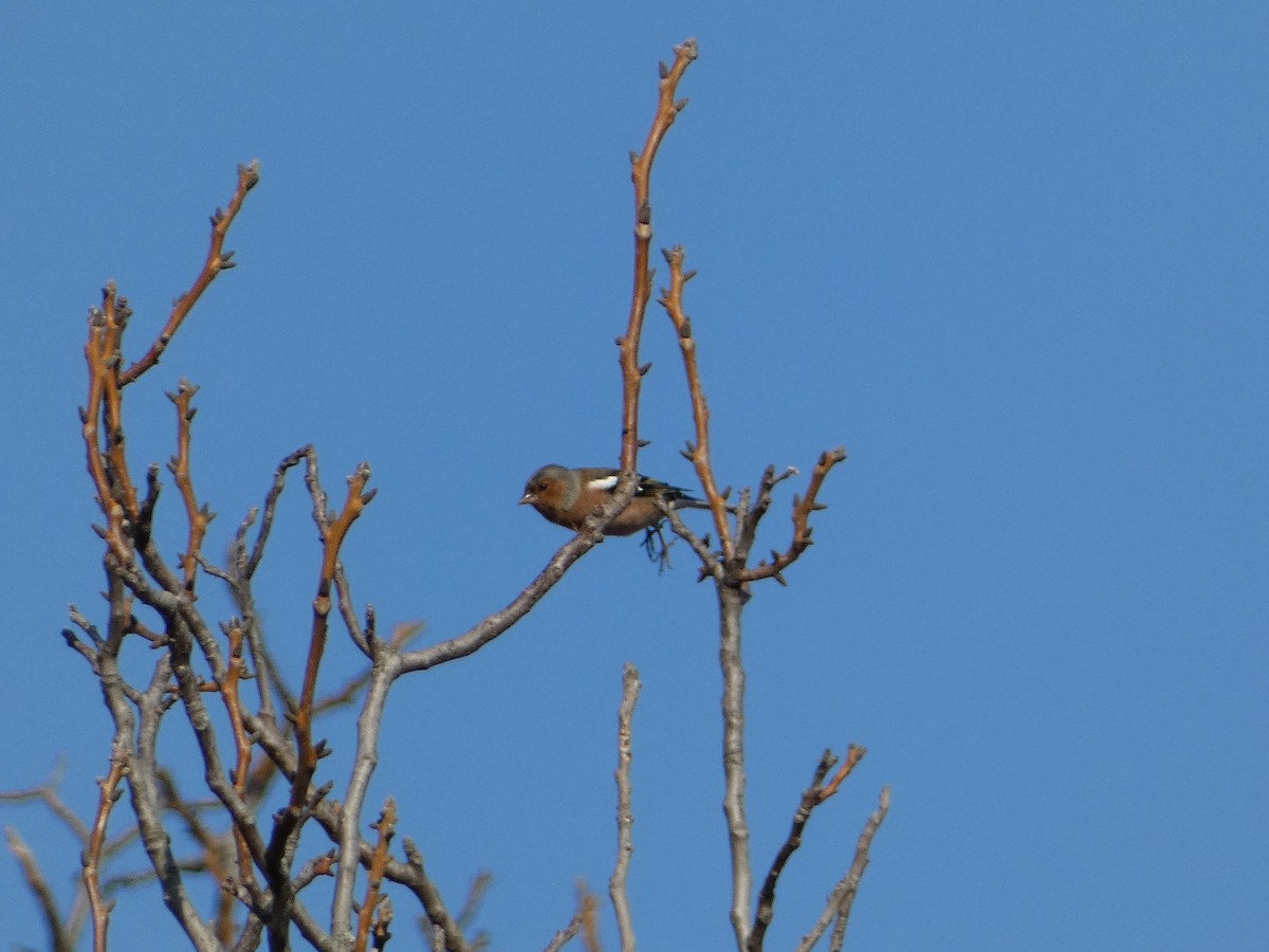 Common Chaffinch - ML645931298