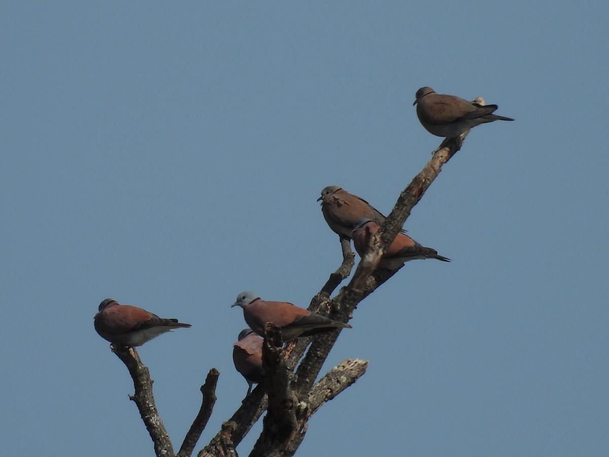 Red Collared-Dove - ML645931299
