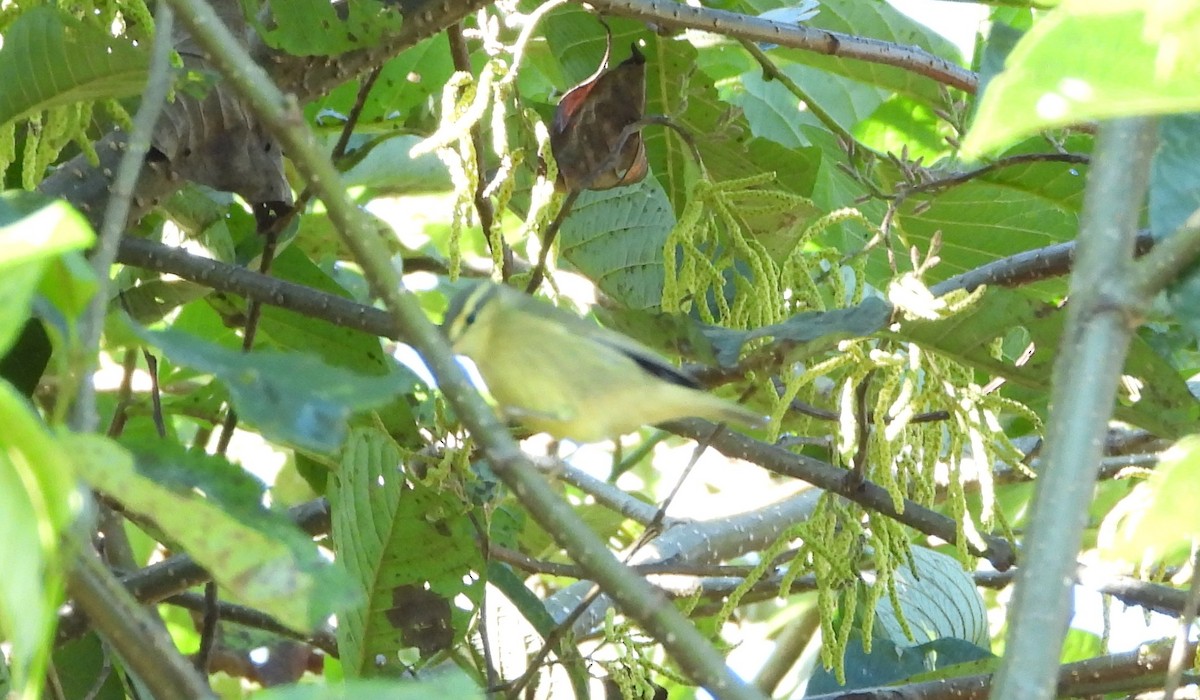 Tickell's Leaf Warbler - ML645931300