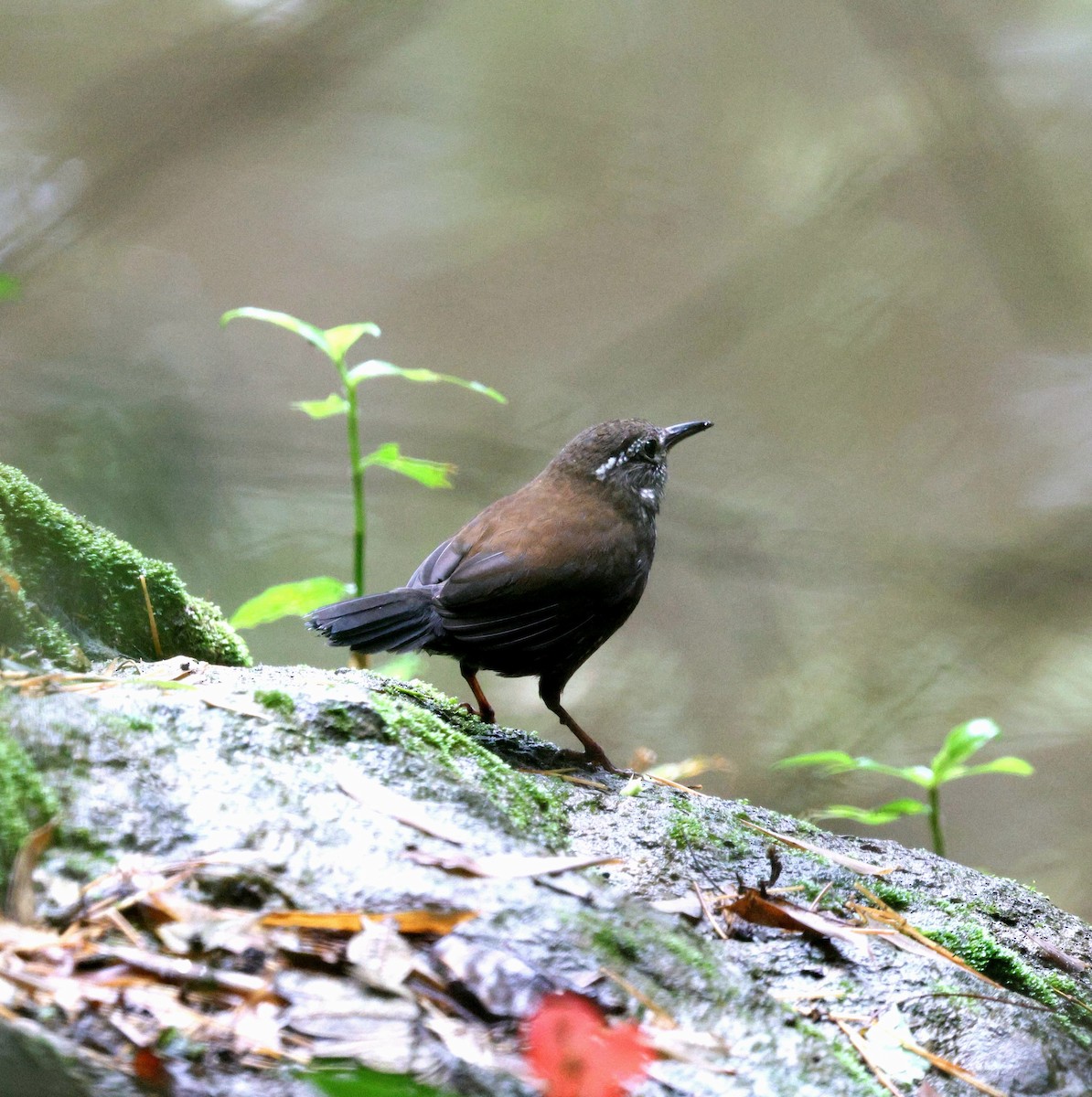 Sharp-tailed Streamcreeper - ML645931301