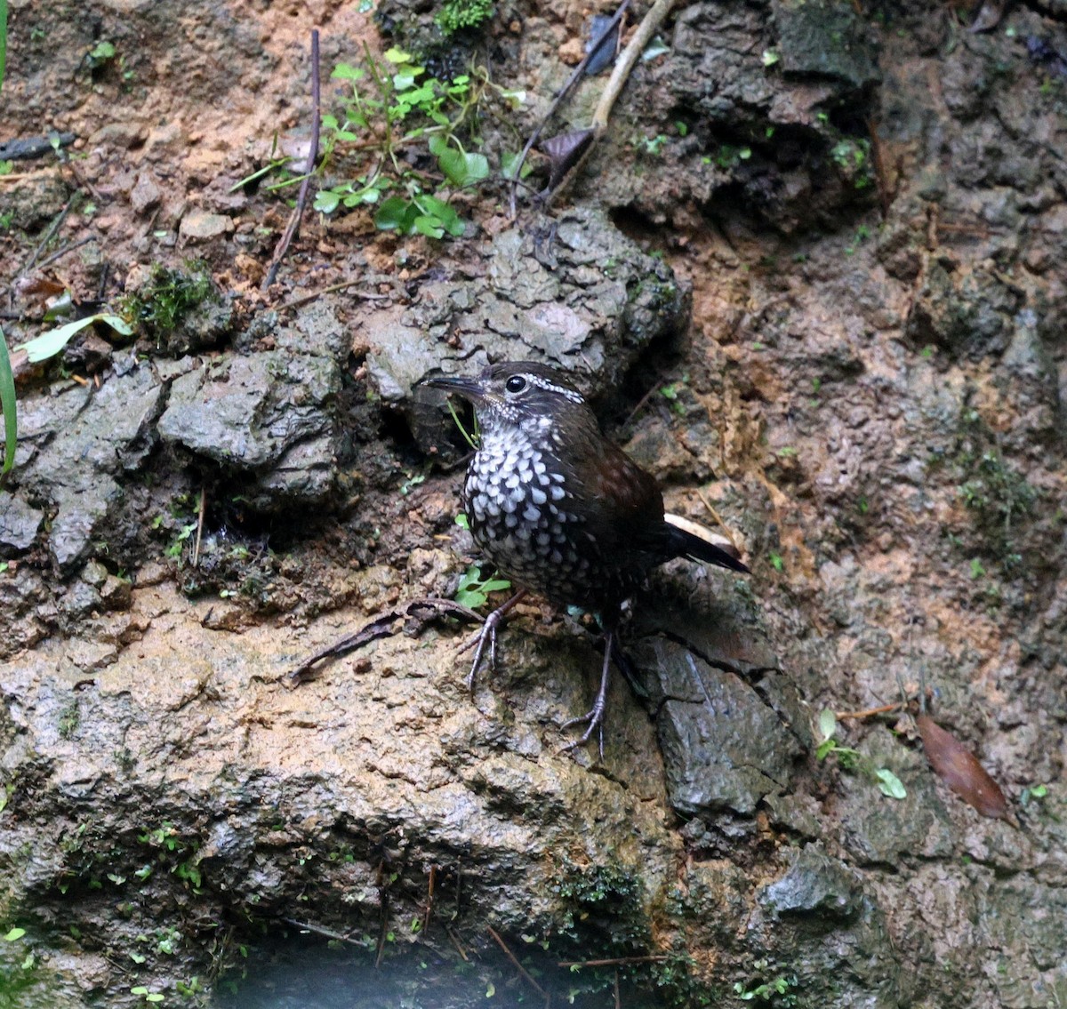 Sharp-tailed Streamcreeper - ML645931302