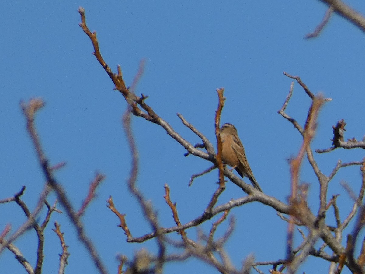 Rock Bunting - ML645931303