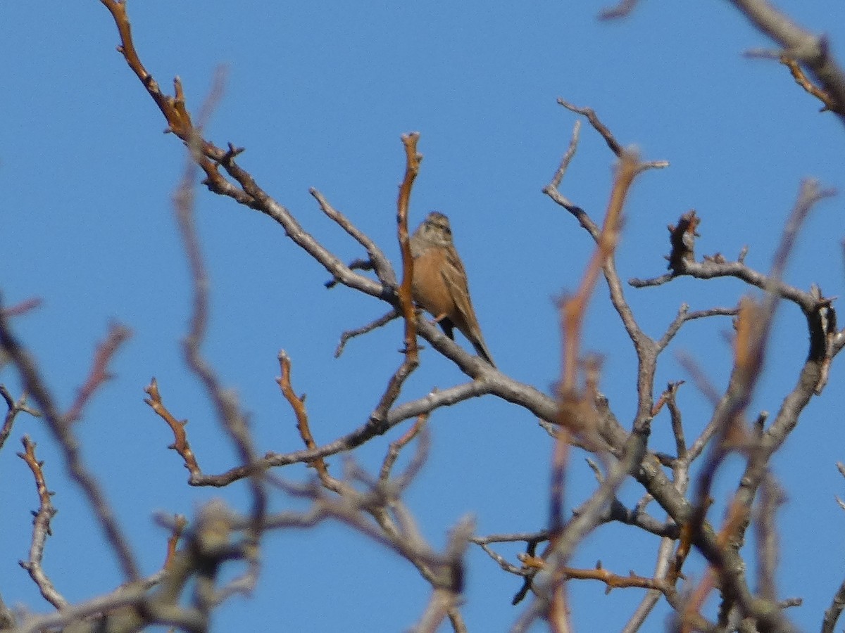 Rock Bunting - ML645931304