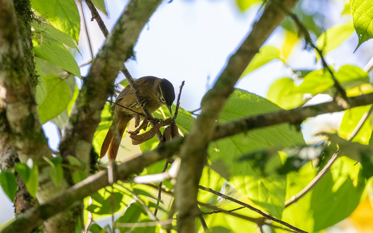 Montane Foliage-gleaner - ML645931305