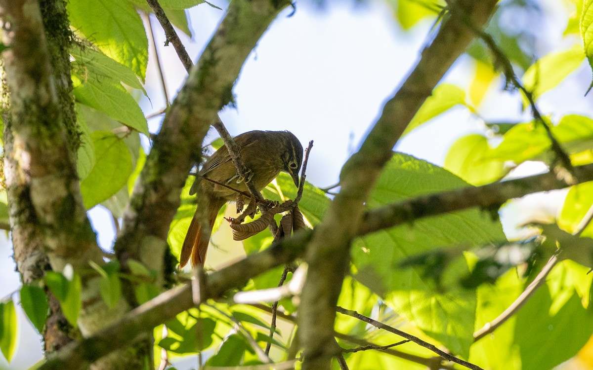 Montane Foliage-gleaner - ML645931306