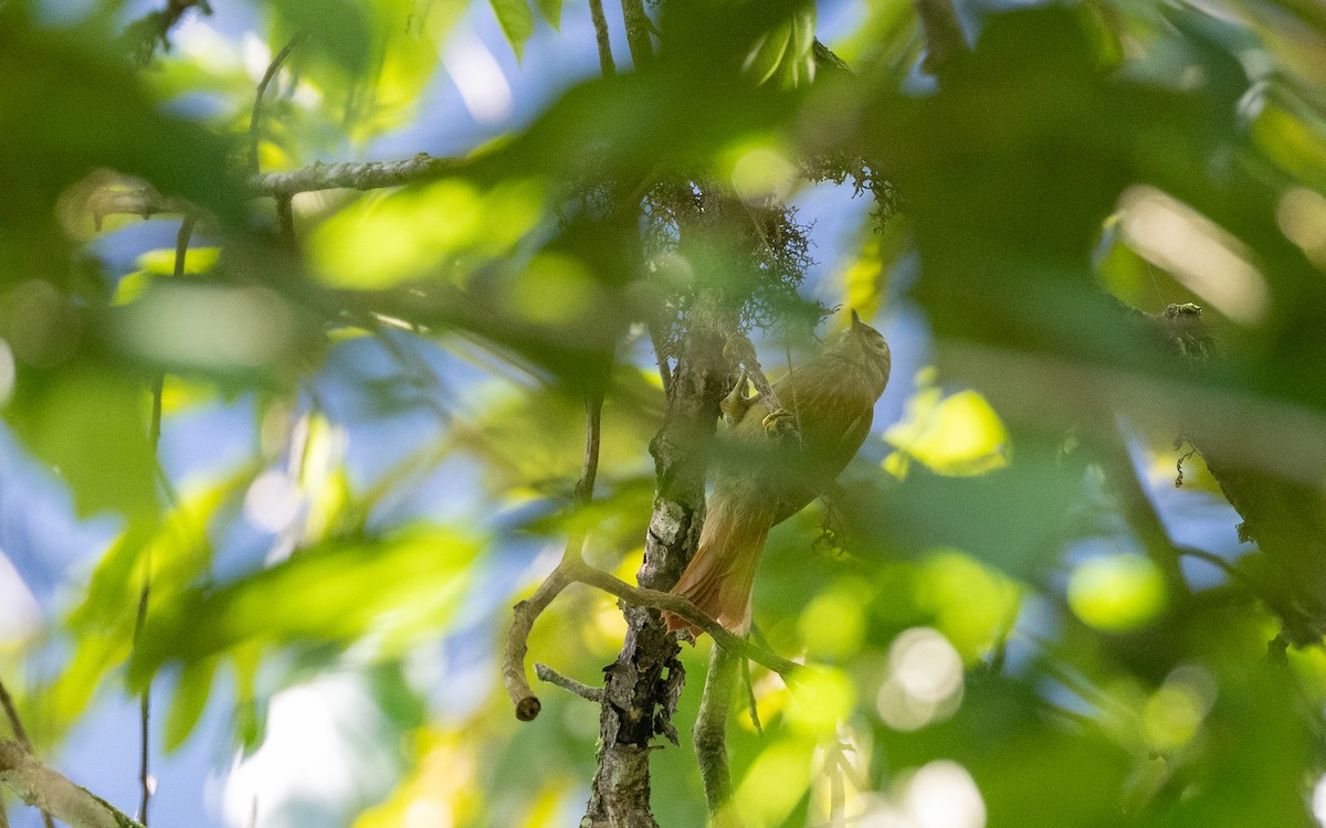 Montane Foliage-gleaner - ML645931307