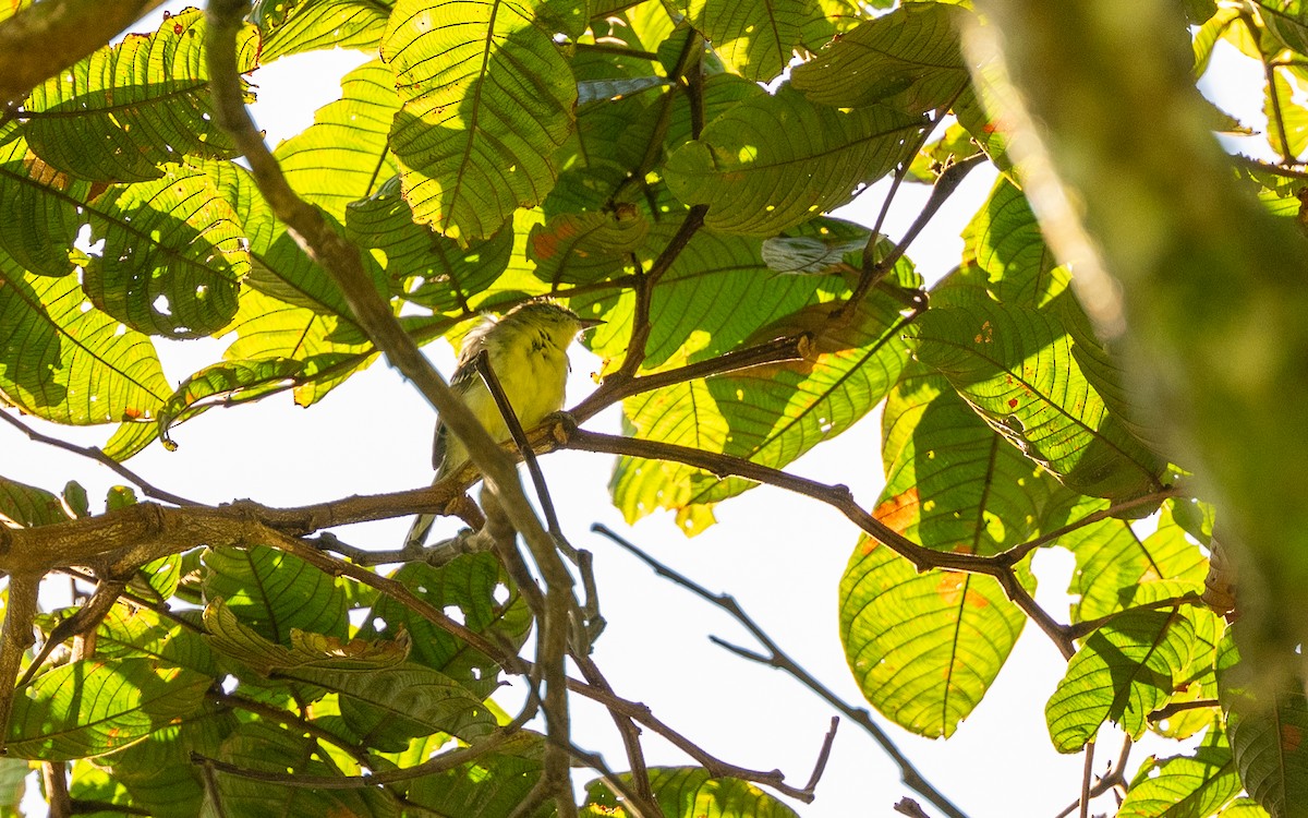 Marble-faced Bristle-Tyrant - ML645931308