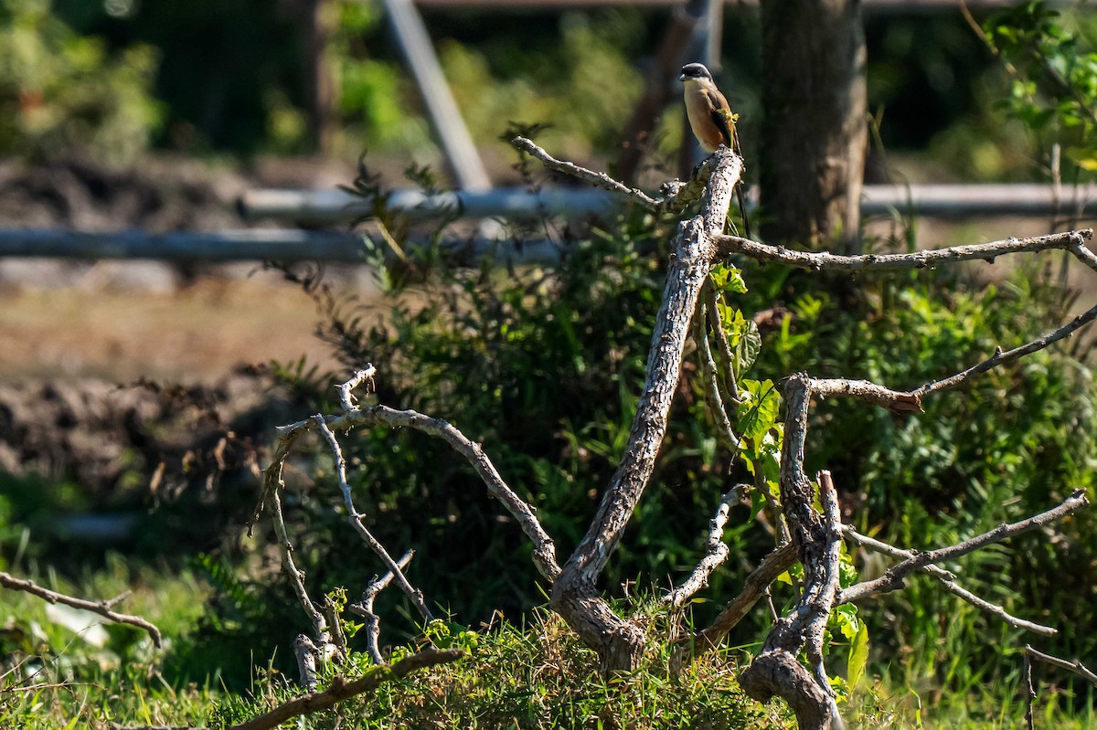 Long-tailed Shrike - ML645931309