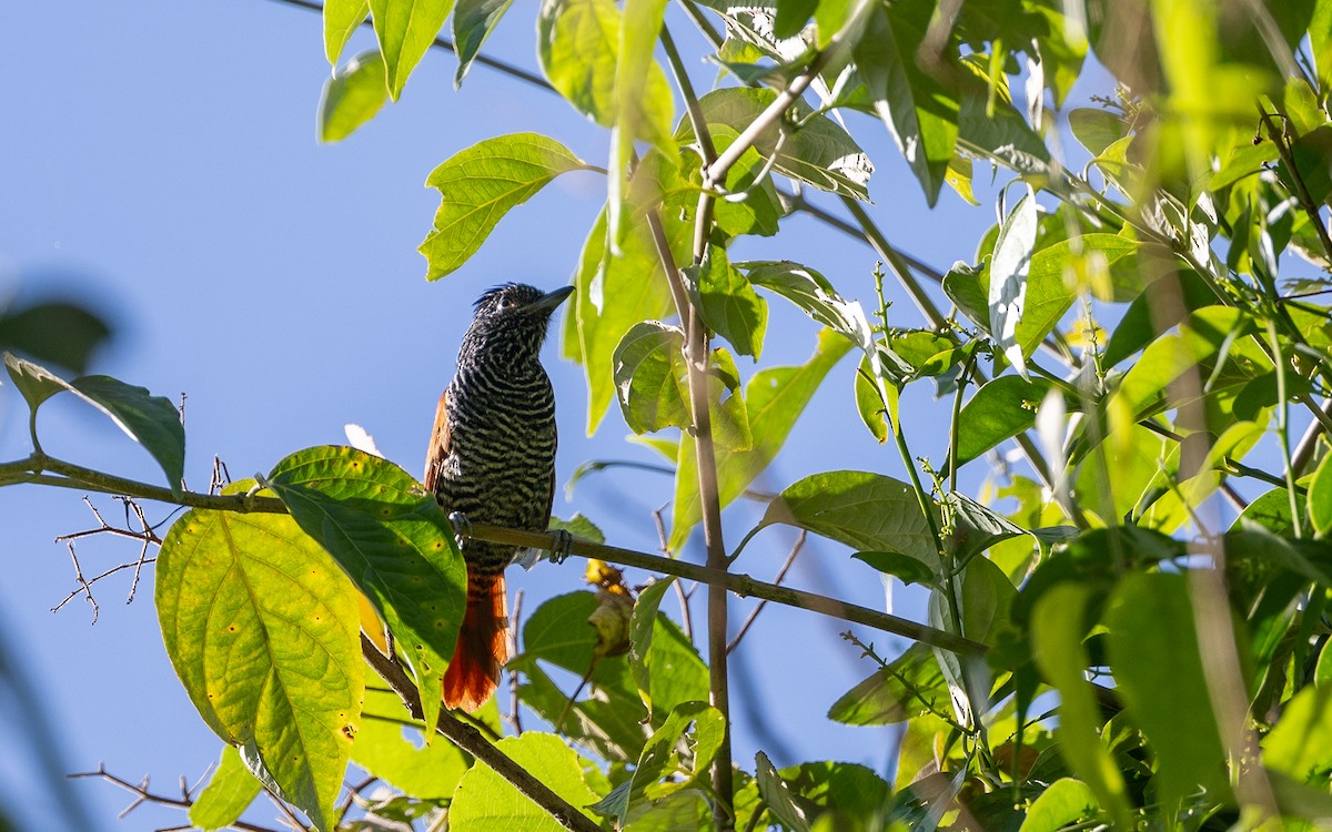 Chestnut-backed Antshrike - ML645931310