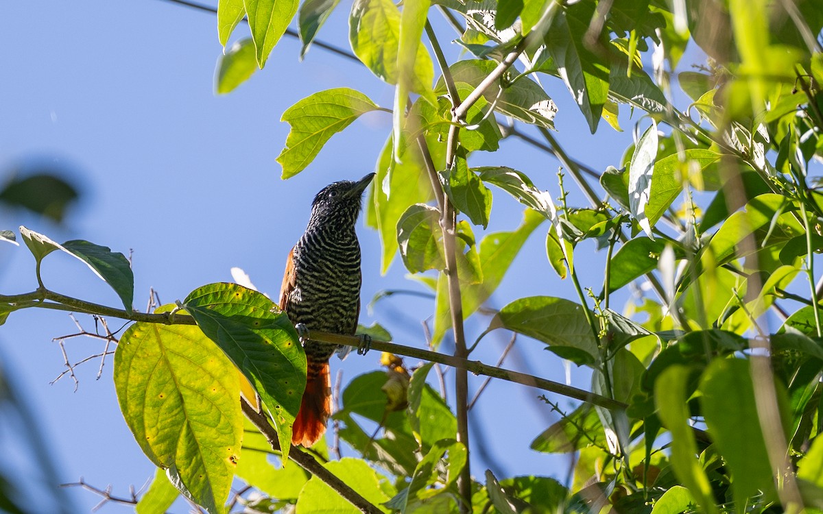 Chestnut-backed Antshrike - ML645931311