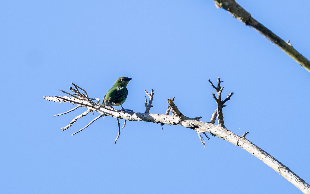 Swallow Tanager - ML645931312