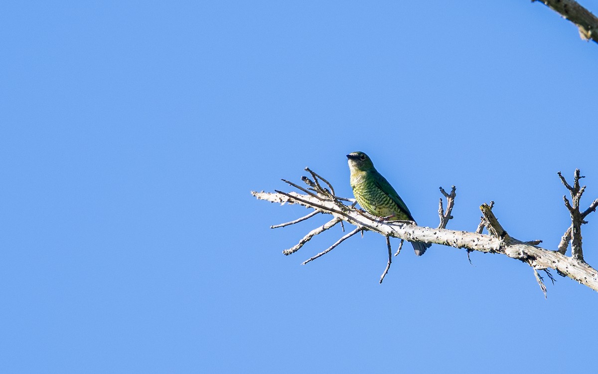 Swallow Tanager - ML645931313