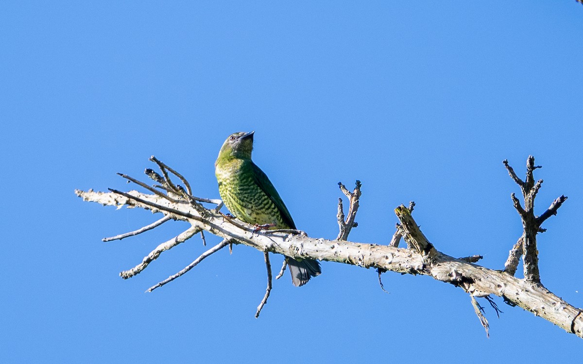 Swallow Tanager - ML645931314