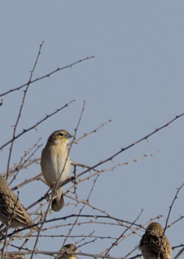 White-winged Widowbird - ML645931316