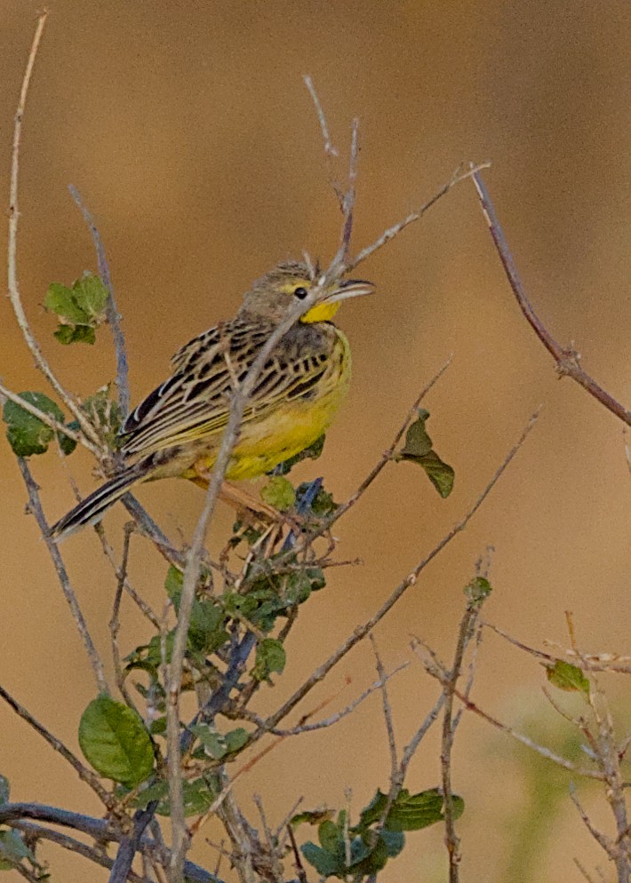 Yellow-throated Longclaw - ML645931317