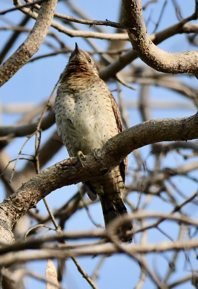 Eurasian Wryneck - ML645931318