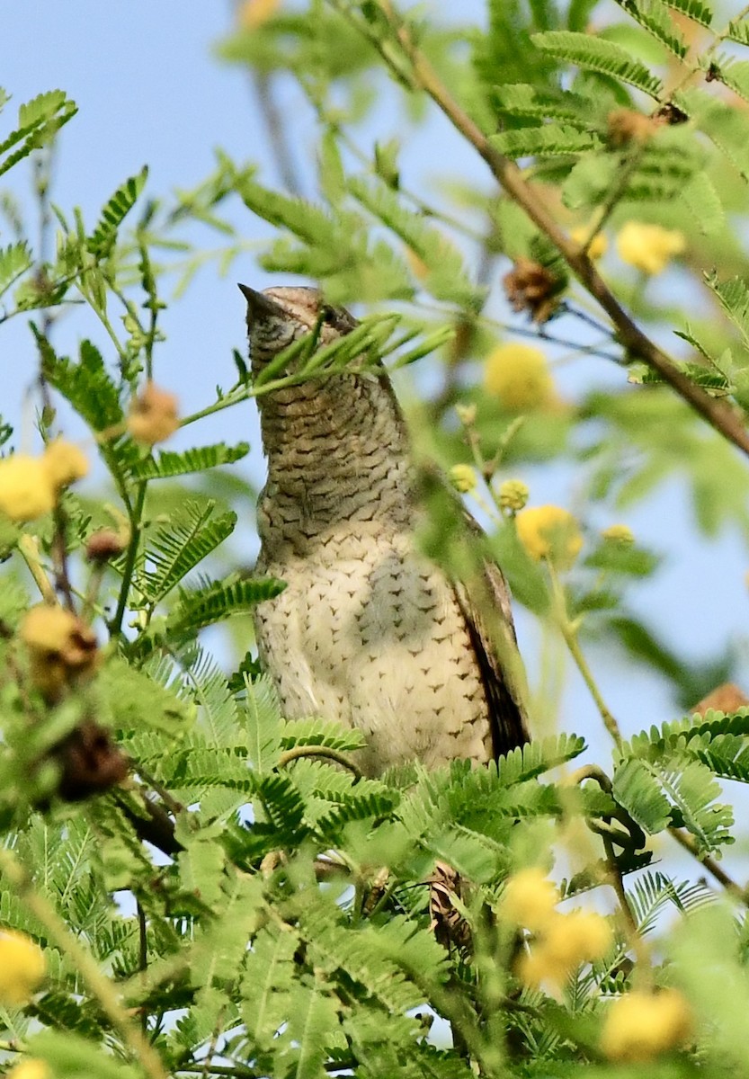 Eurasian Wryneck - ML645931319