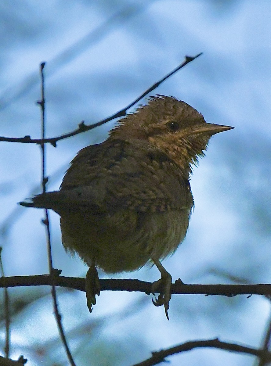 Eurasian Wryneck - ML645931320