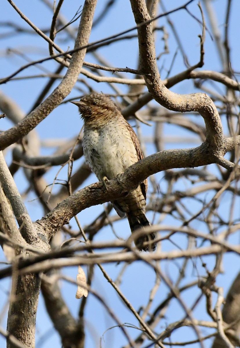 Eurasian Wryneck - ML645931321