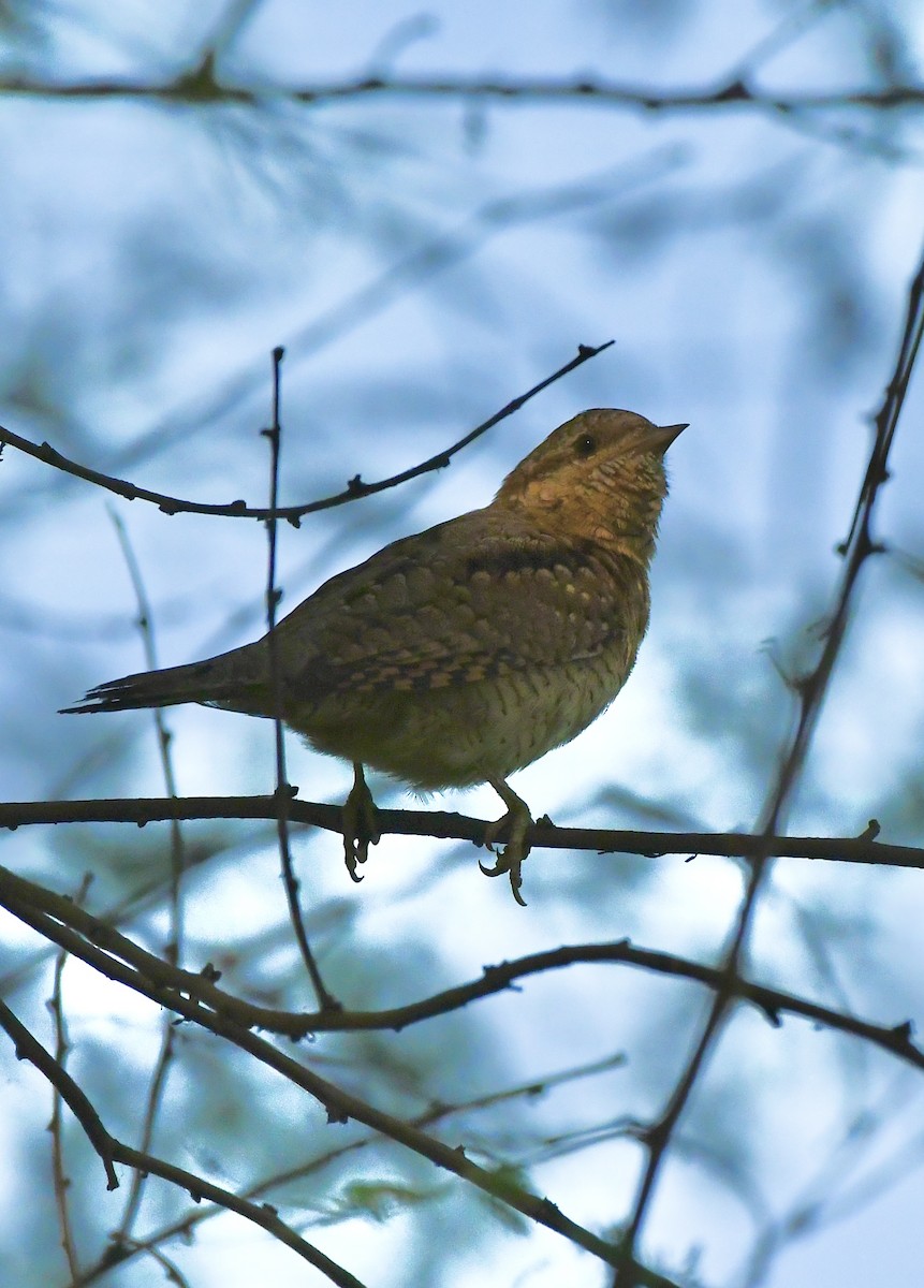 Eurasian Wryneck - ML645931322