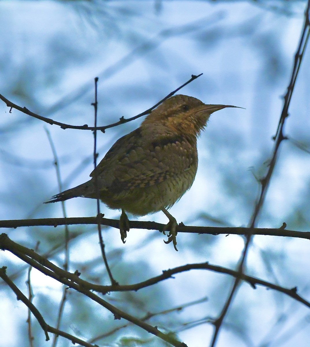 Eurasian Wryneck - ML645931323