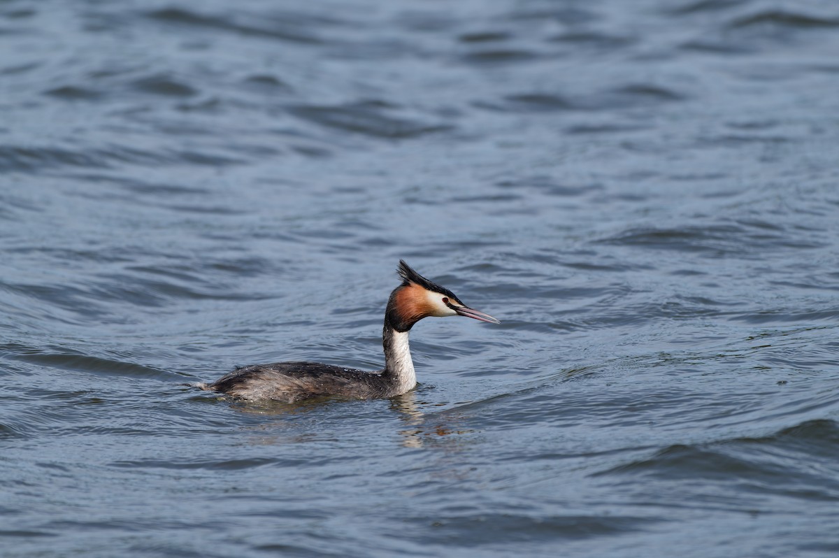 Great Crested Grebe - ML645931324