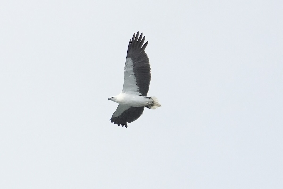 White-bellied Sea-Eagle - ML645931325