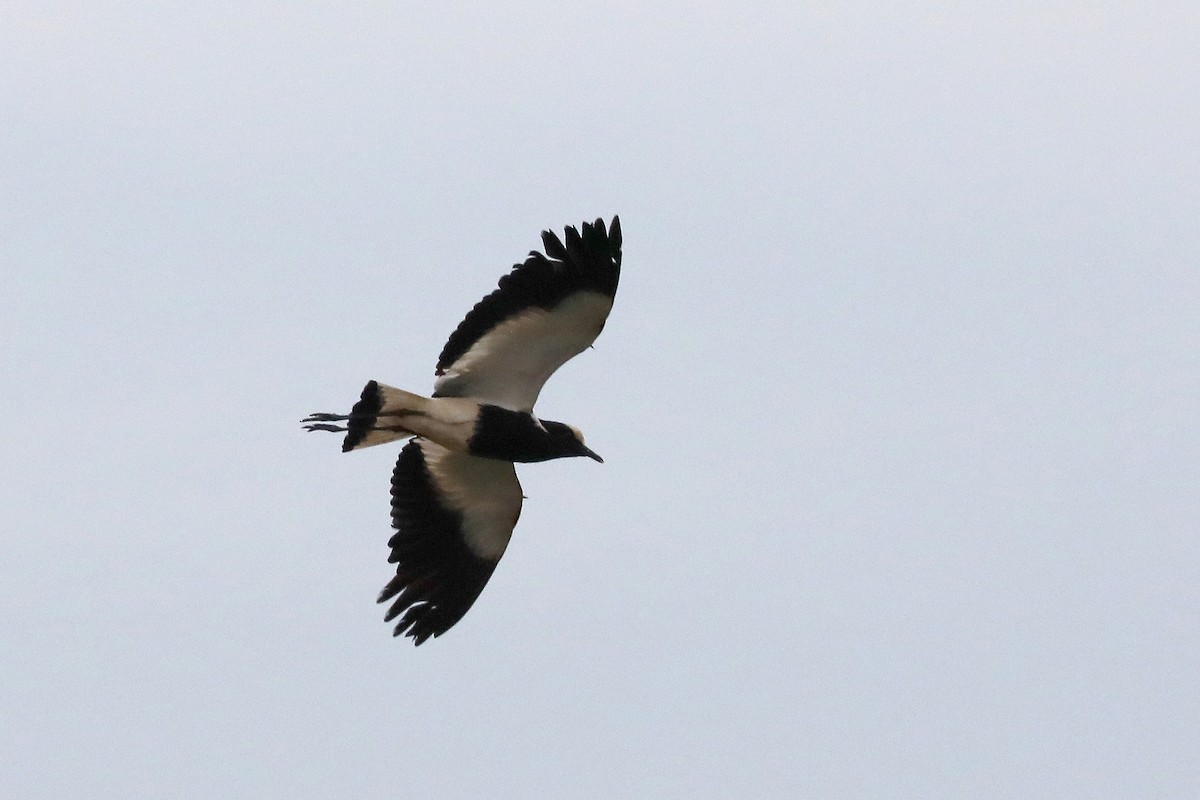 Blacksmith Lapwing - ML645931326