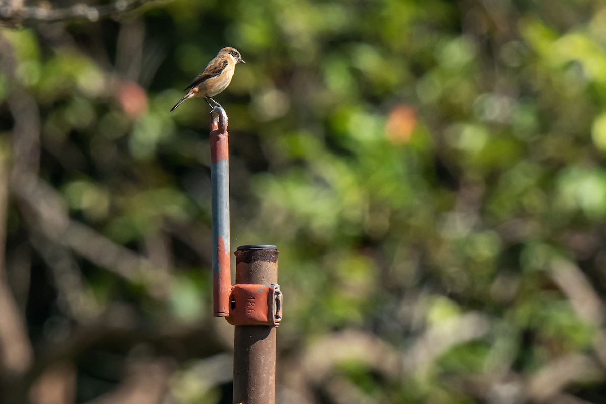 Amur Stonechat - ML645931327
