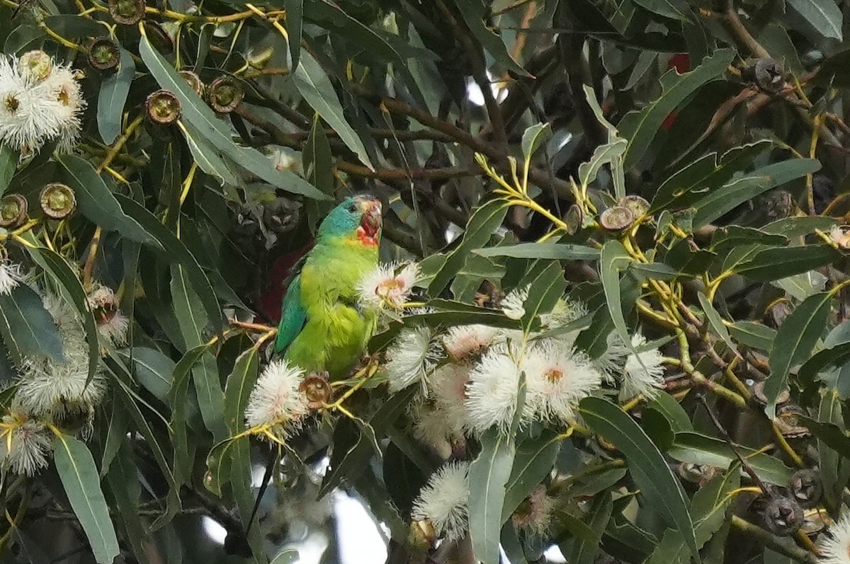 Swift Parrot - ML645931328