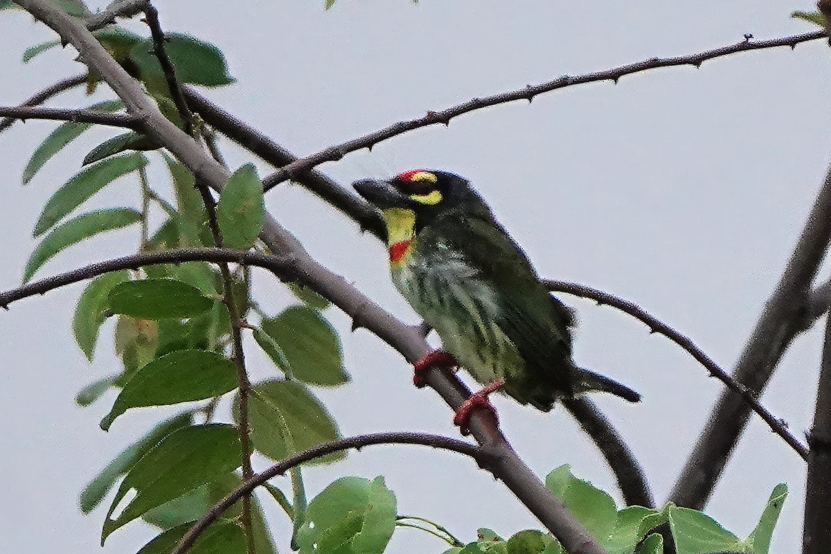 Coppersmith Barbet - ML645931331
