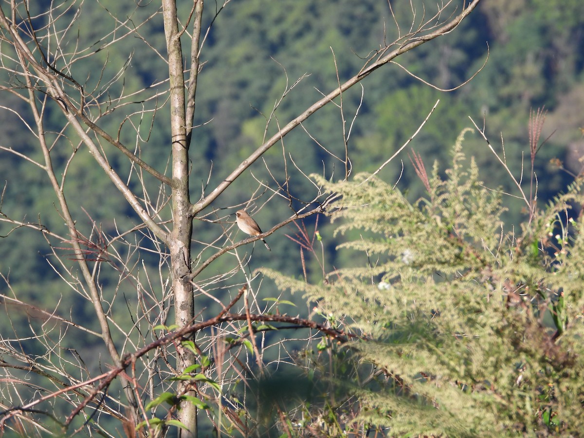 Gray Bushchat - ML645931332