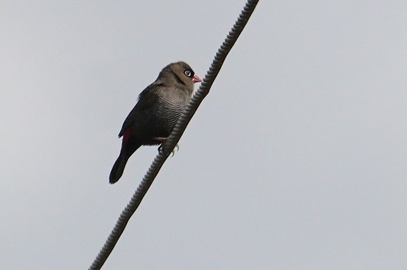Beautiful Firetail - ML645931334