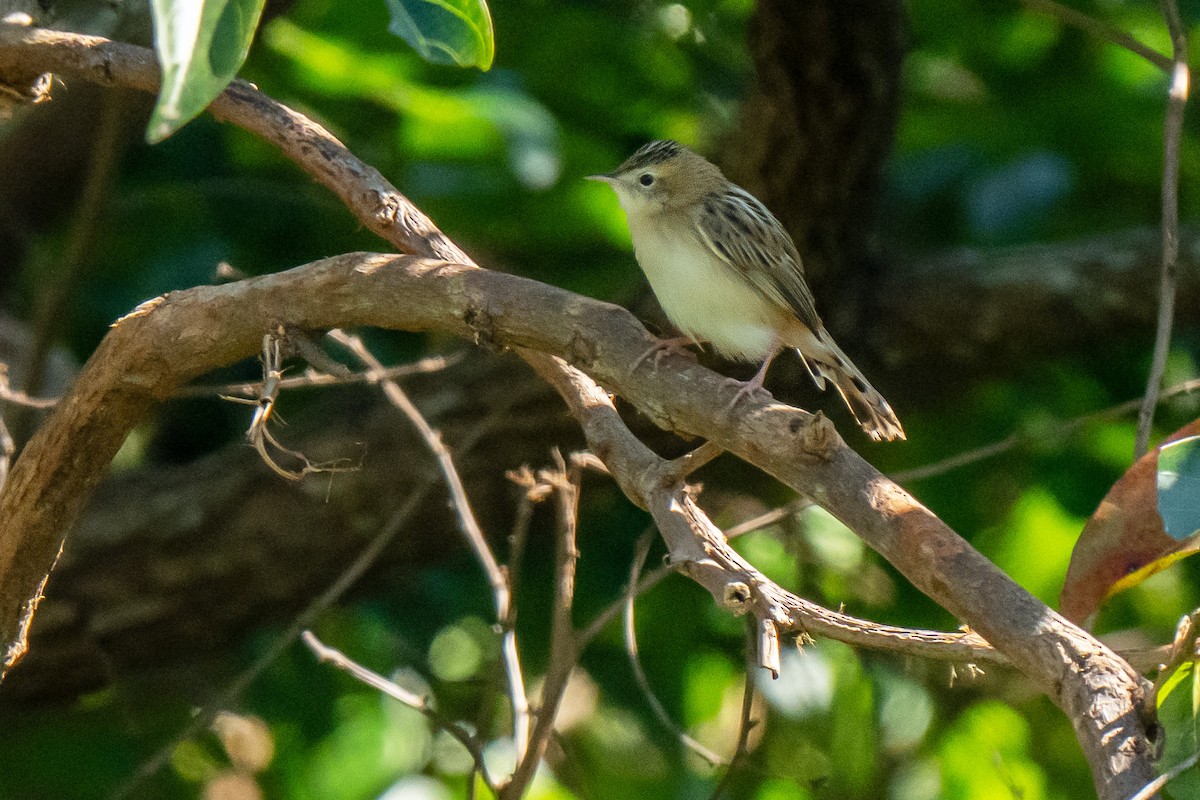 Zitting Cisticola - ML645931335