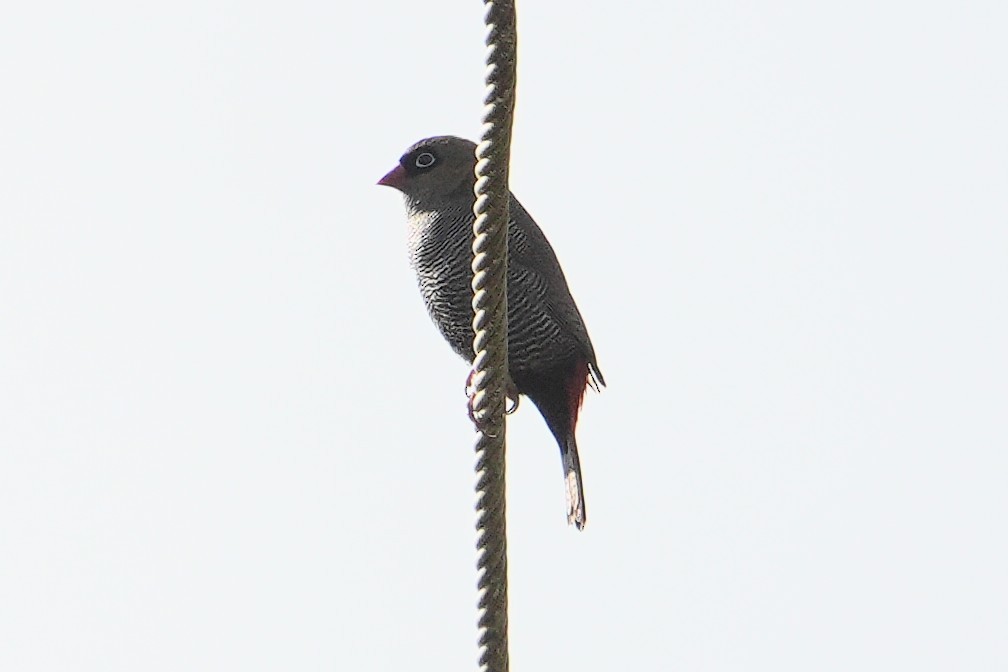 Beautiful Firetail - ML645931336