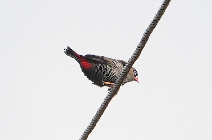 Beautiful Firetail - ML645931338