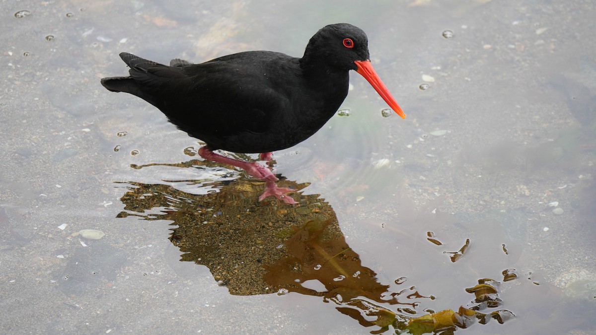 Variable Oystercatcher - ML645931339