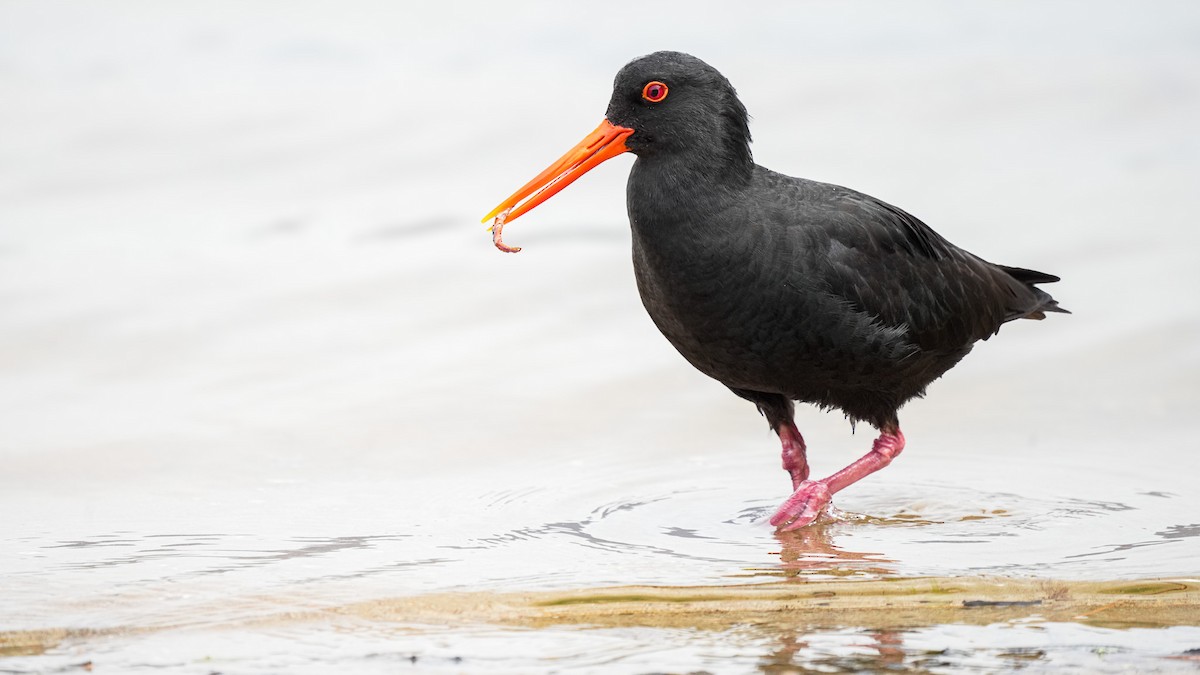 Variable Oystercatcher - ML645931340