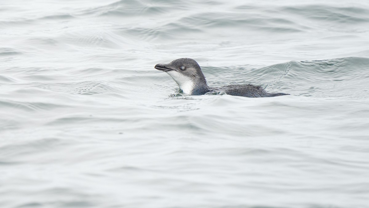 Little Penguin - ML645931341