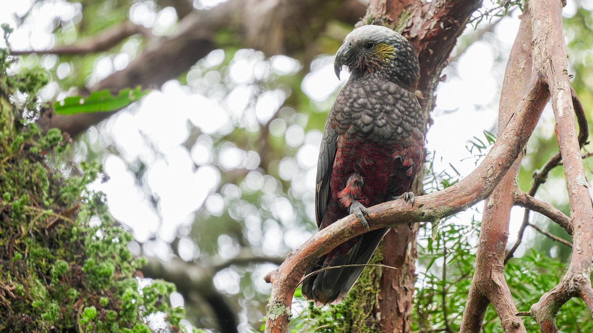 New Zealand Kaka - ML645931342